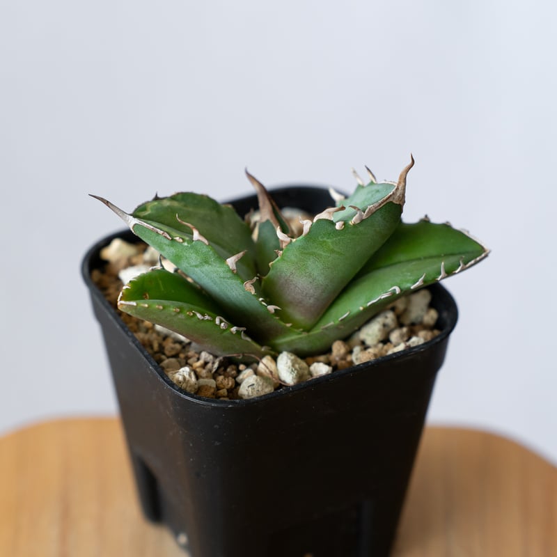 アガベ チタノタ 白犀牛 シロサイ【発根管理中】TC株 Agave