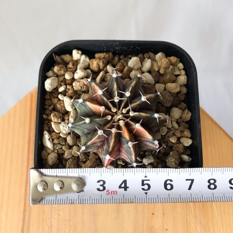 ギムノカリキウム ミハノビッチ 実生 緋牡丹錦 ヒボタンニシキ Gymnocalycium mihanovichii サボテン 多肉植物 珍奇植物 静岡 ANTIDOTE 通販 S1372