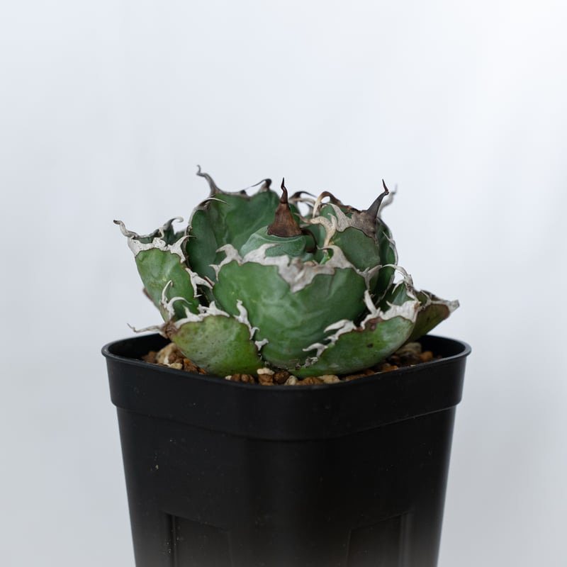 アガベ チタノタ 白鯨 美株 OC株【発根管理中】Agave titanota White W