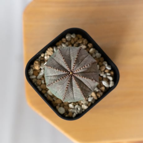 ユーフォルビア オベサ 実生 Euphorbia obesa 多肉植物 珍奇植物 静岡 ANTIDOTE 通販 S1488