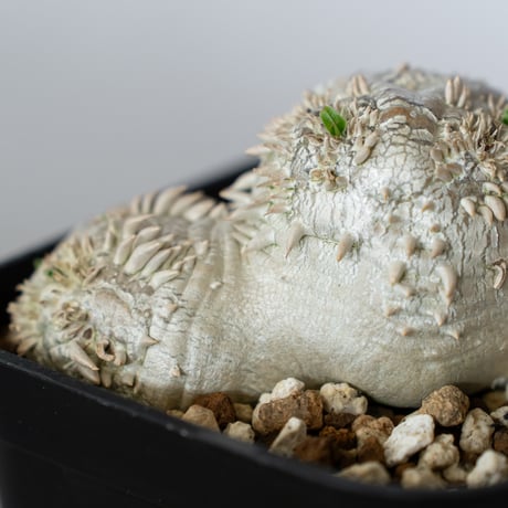 パキポディウム ブレビカウレ 恵比寿笑い 実生 Pachypodium brevicaule 塊根植物 コーデックス 多肉植物 珍奇植物 静岡 ANTIDOTE 通販 S1350