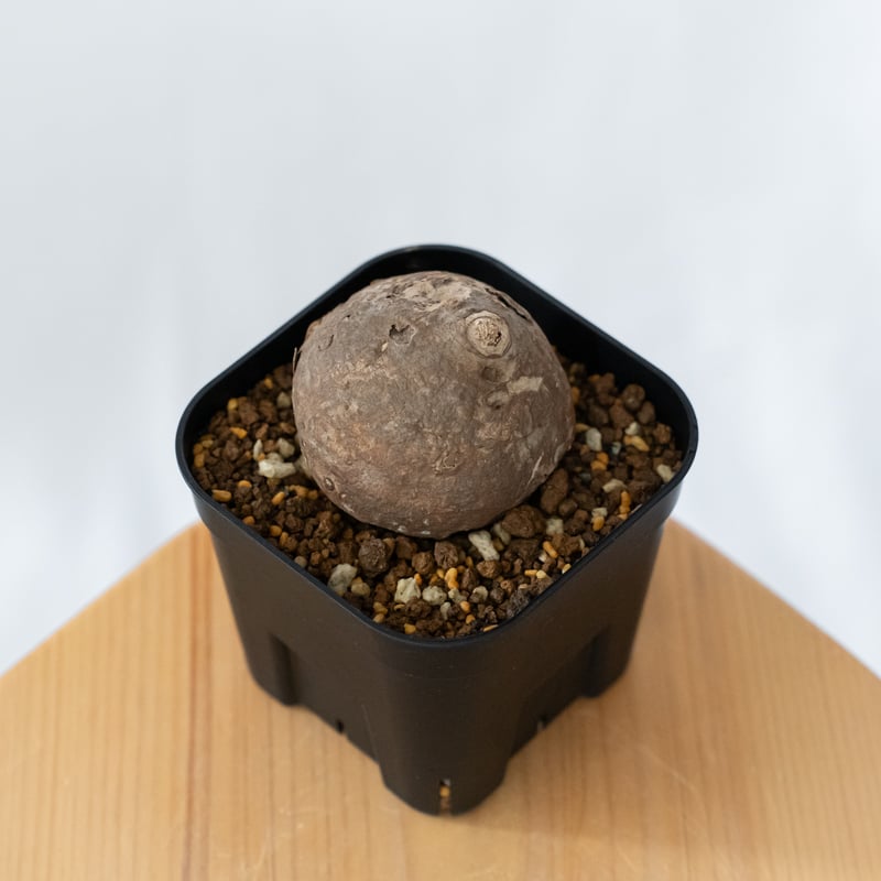 ステファニア エレクタ 実生【発根管理中】Stephania erecta 塊根植物