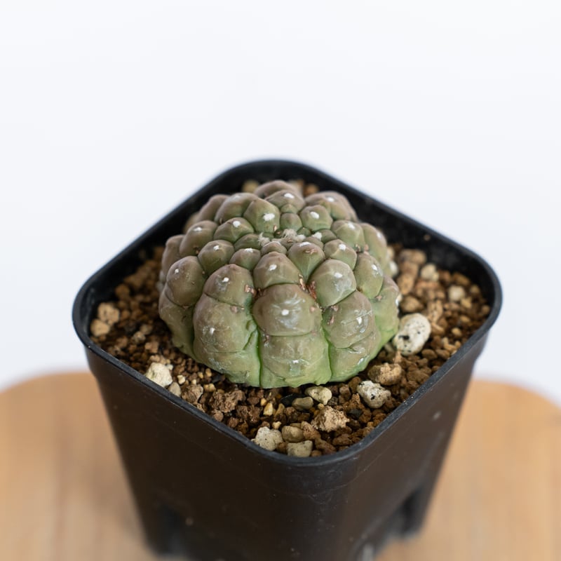 アストロフィツム 亀甲兜 リザードスキン 実生 Astrophytum Asteria