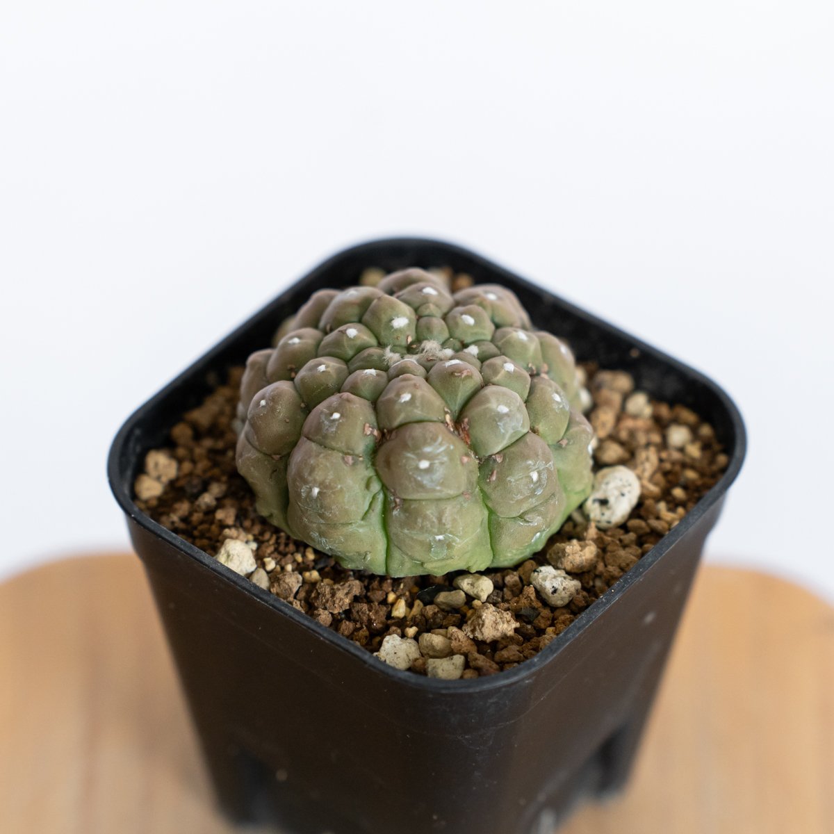 アストロフィツム 亀甲兜 リザードスキン 実生 Astrophytum Asteria