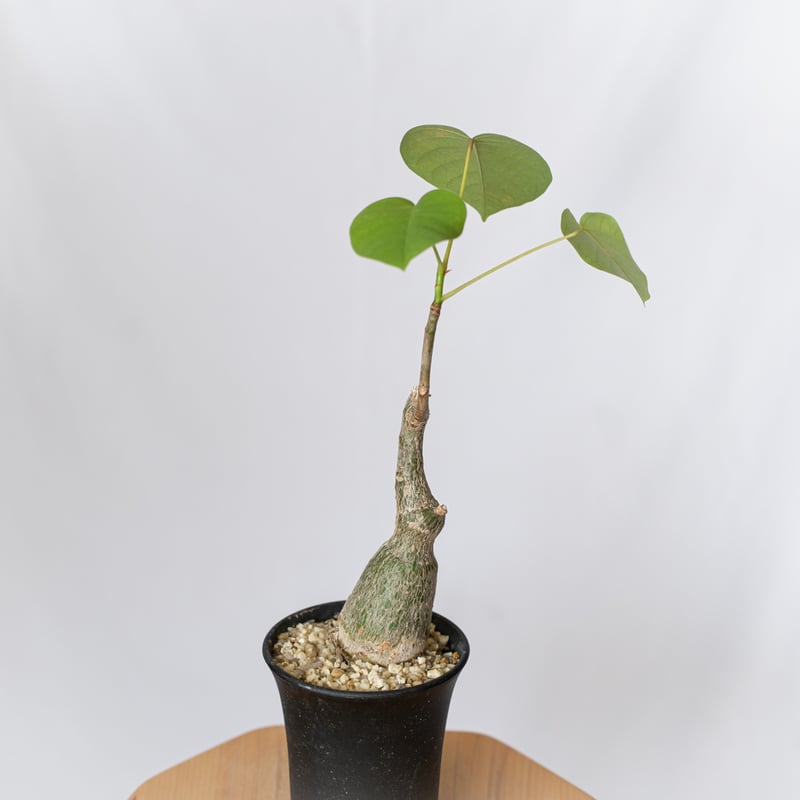 美株 ボンバックス 大型 Pseudobombax ellipticum プセウドボンバックス エリプティクム pseudobombax ellipticum 塊根