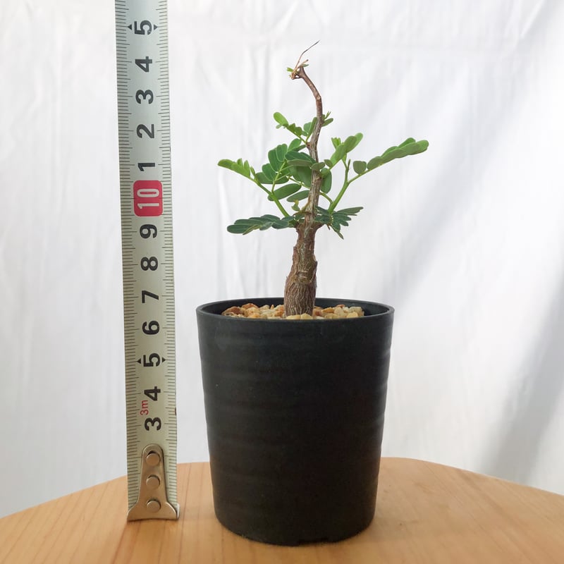 センナ メリディオナリス　Senna meridionalis 灌木コーデックス センナ メリディオナリス 【市場価値も高騰中！！盆栽のような