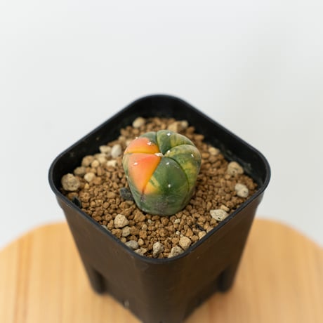 astrophytum | STORES