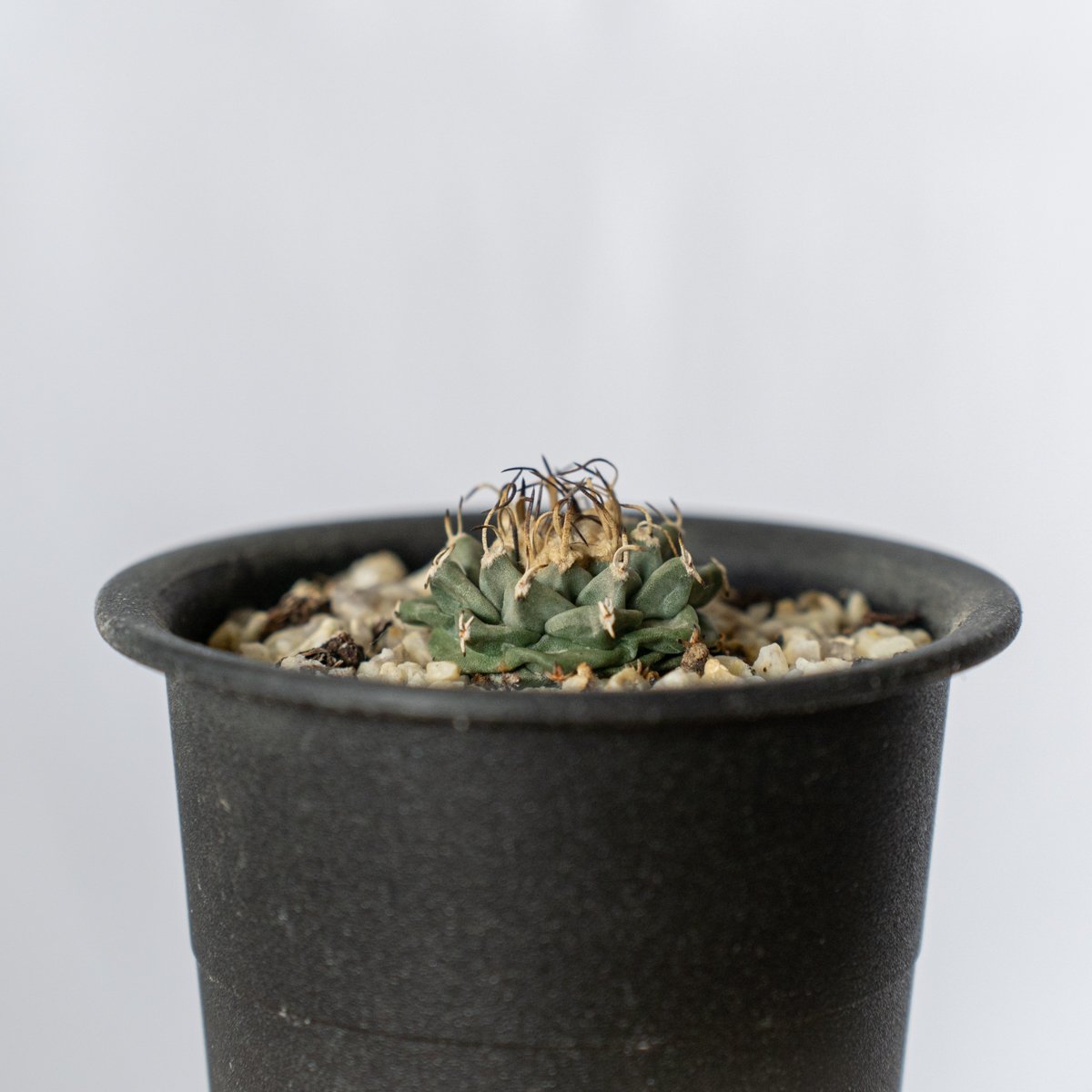 ツルビニカルプス アロンソイ Turbinicarpus alonsoi サボテン 多肉