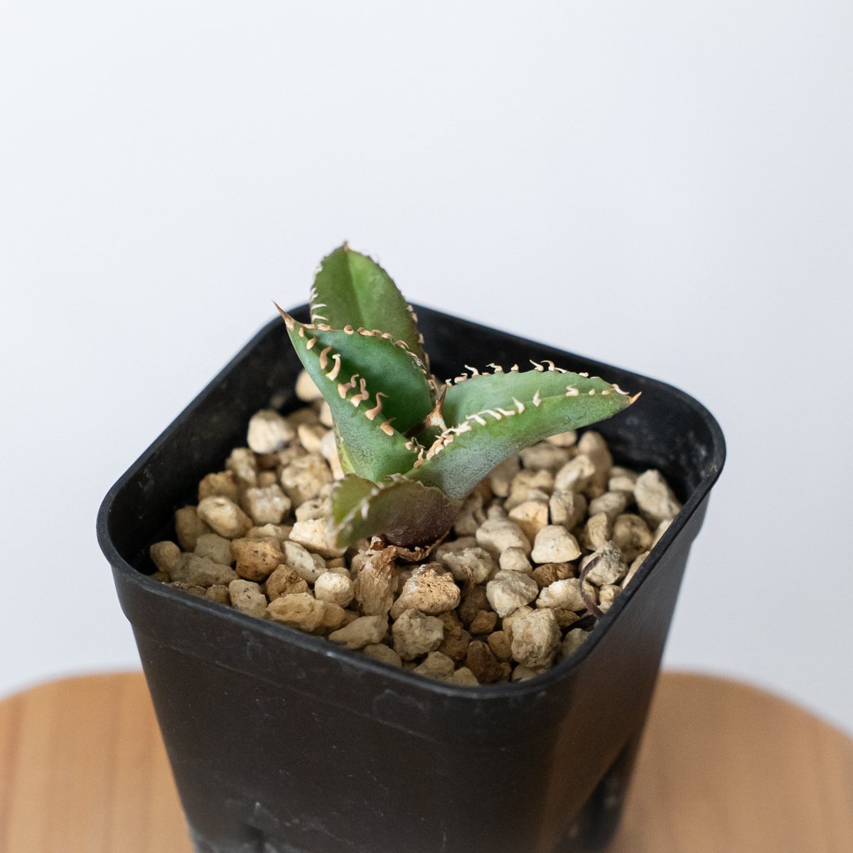 アガベ チタノタ 白豪刺 TC株 Agave titanota Byakugoshi 多肉