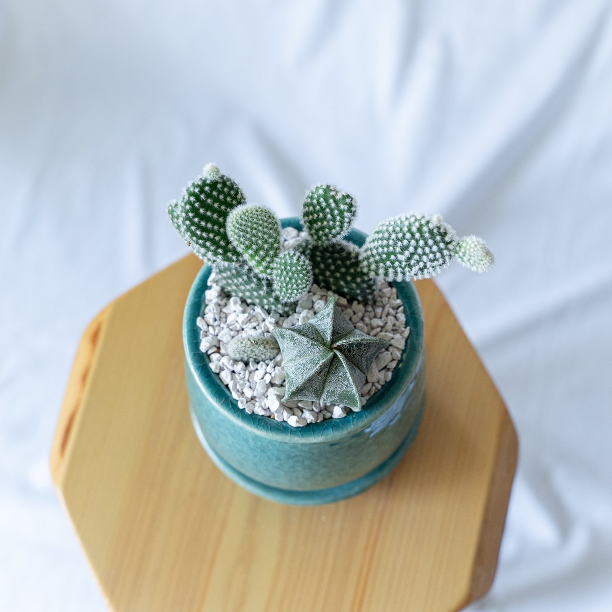 バニーカクタス＆ランポー 寄せ植え 鉢セットオプンチア アストロ