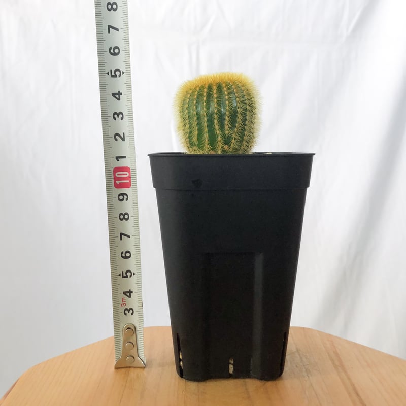 ユーベルマニア エリオカクトイデス 美株 実生 Uebelmannia pectinifera