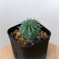 ユーフォルビア バリダ 実生 Euphorbia super valida 多肉植物 珍奇植物 ANTIDOTE 静岡 通販 S918