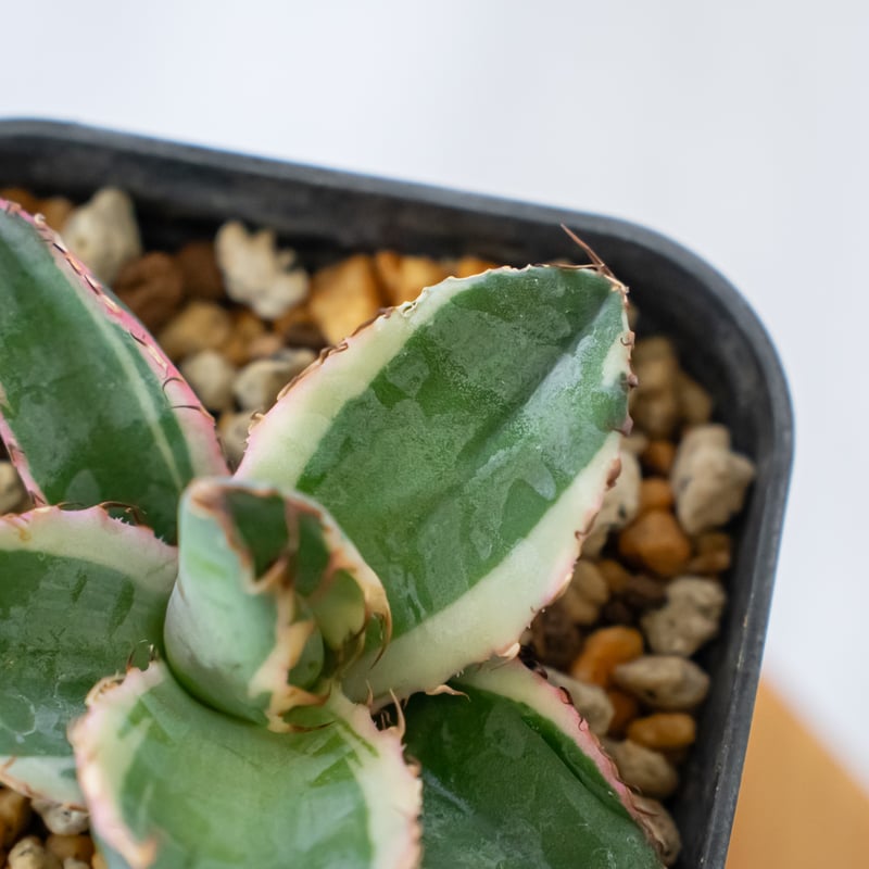 アガベ_ブラック&ブルー　白覆輪 アガベ_ブラック&ブルー 白覆輪 【公式通販】