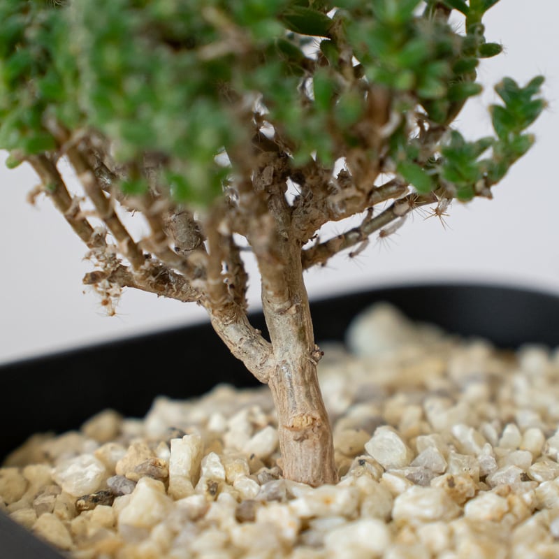 トリコディアデマ ブルボスム 姫紅子松 実生 Trichodiadema bulbosum 盆