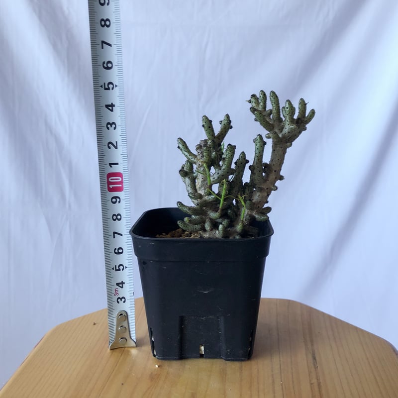 チレコドン ブッコルジアヌス コーデックス 塊根植物 珍奇植物 静岡