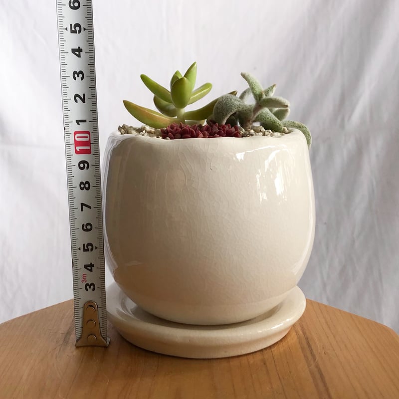 多肉植物 寄せ植え 鉢セット インテリア 多肉植物 観葉植物 珍奇植物