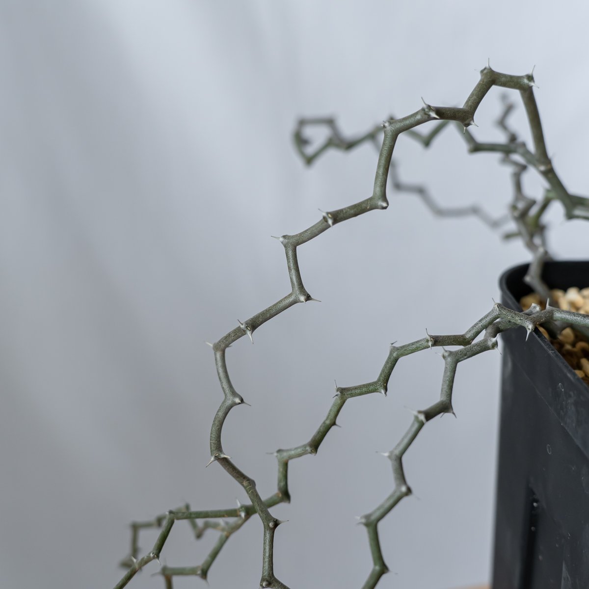 デカリア マダガスカリエンシス ジグザグの木 Decarya madagascariensis