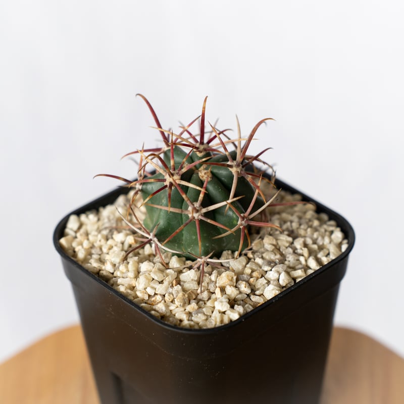 フェロカクタス 神仙玉 実生 美株 Ferocactus coloratus