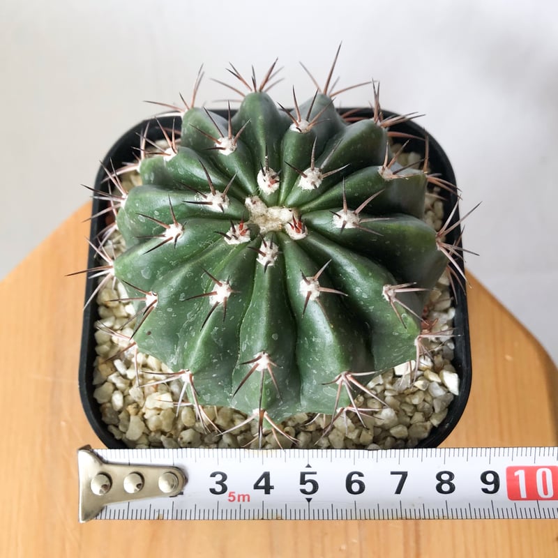 メロカクタス 層雲 実生 Melocactus amoenus サボテン 多肉植物 珍奇