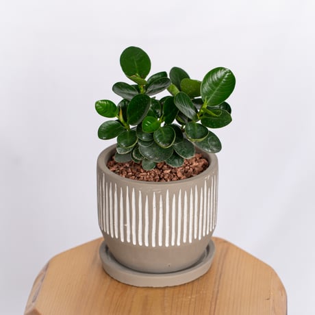 パンダガジュマル | STORES