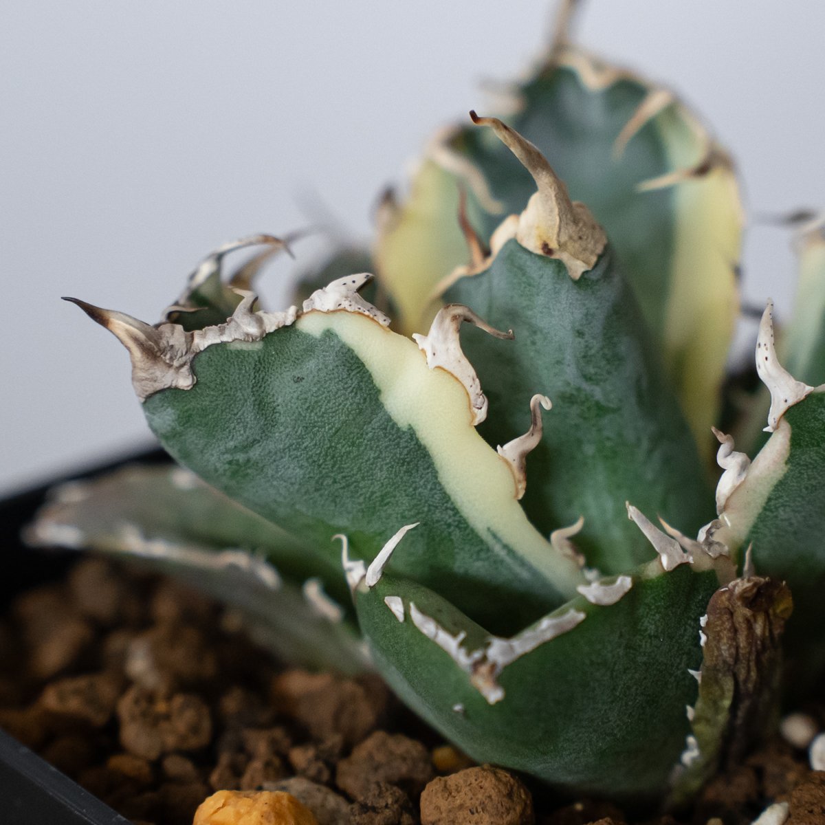 アガベ チタノタ 白鯨 白鯨錦 白覆輪 TC株 Agave titanota White Wh
