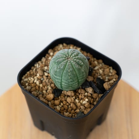 新種【海外実生】ユーフォルビア・エムウィラ/Euphorbia Mwila③ 新種