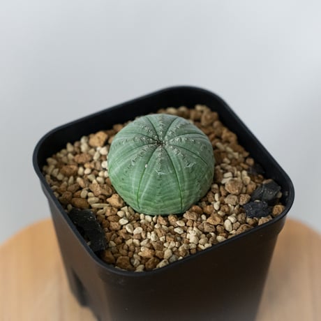 オベサ実生14本セット ユーフォルビア オベサ実生14本セット ユーフォルビア オベサ | STORES