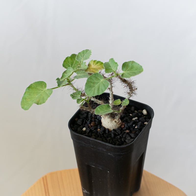 ヤトロファ マルギナータ 実生 jatropha marginata 塊根植物