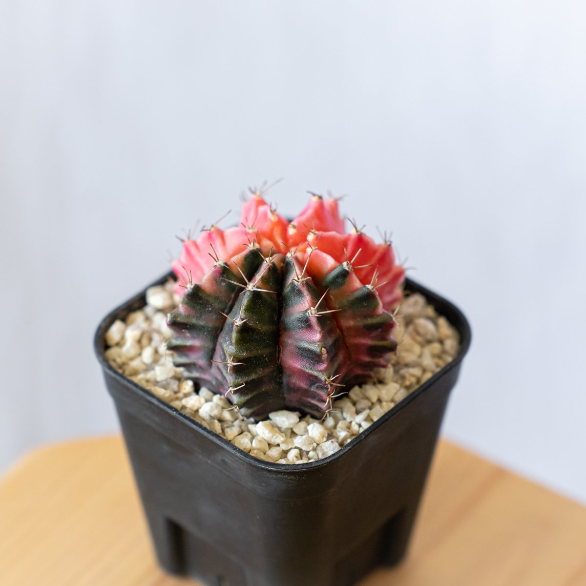 【レア】トゲ無し牡丹玉綴化 錦 ギムノカリキウム ミハノビッチ (実生) ギムノカリキウム ミハノビッチ 実生【発根管理中】緋牡丹錦