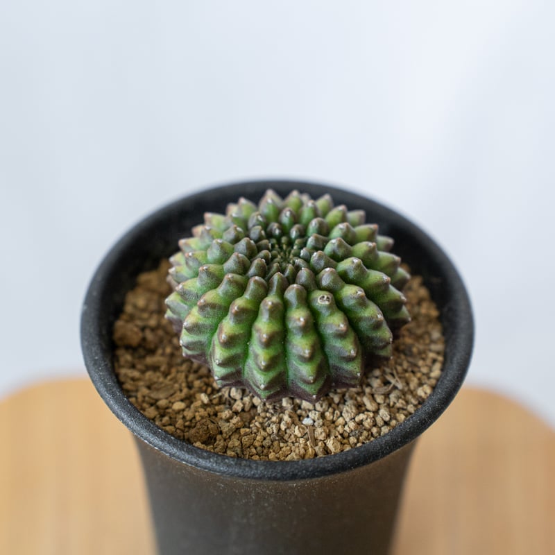 ギムノカリキウム　ホセイ　2産地セット ギムノカリキウム 牡丹玉 石化 Gymnocalycium mihanovichii サボテン