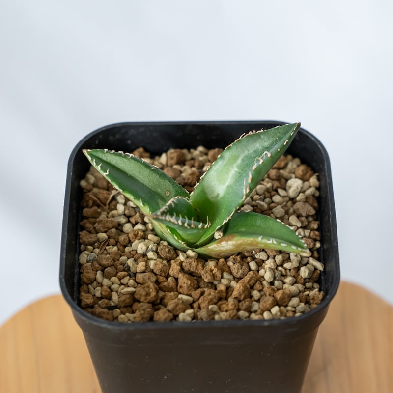 アガベ チタノタ 悪魔くん TC株 Agave titanota 多肉植物 珍奇植物