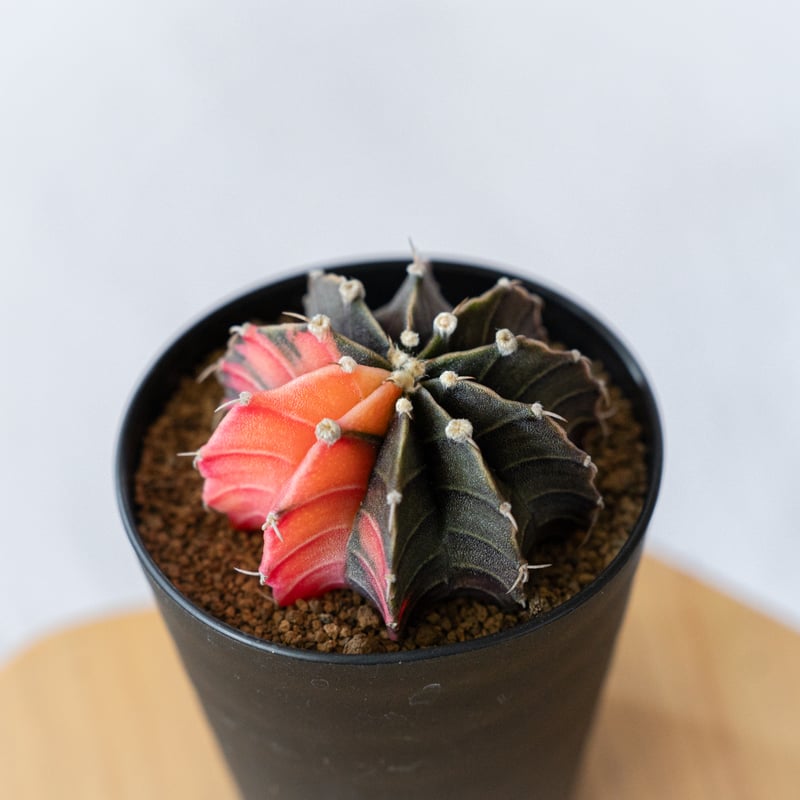 ギムノカリキウム ミハノビッチ 緋牡丹錦 ヒボタンニシキ