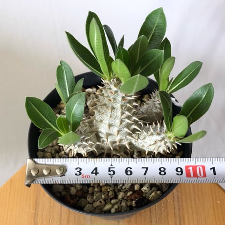 パキポディウム 恵比寿大黒 実生 Pachypodium Densicaule 塊根植物 コーデックス 多肉植物 珍奇植物 静岡 ANTIDOTE 通販 S1420