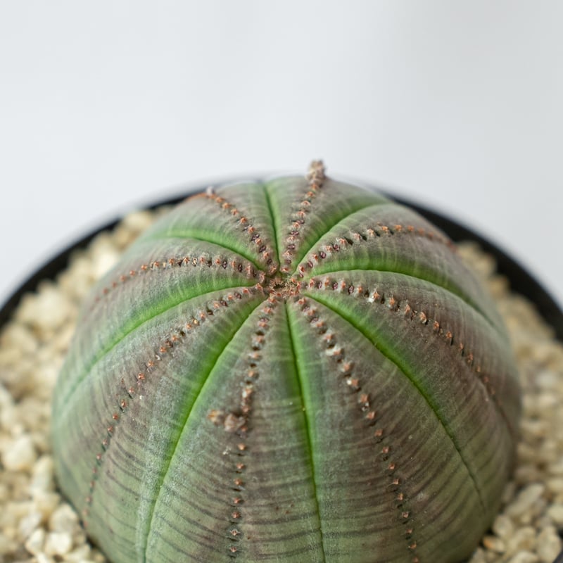 ユーフォルビア オベサ 美株 雄株 オス株 実生 Euphorbia obesa 多肉