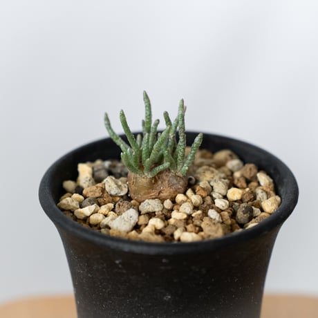 塊根植物・コーデックス 140 塊根植物・コーデックス 140 コーデックス（塊根植物） | オザキ