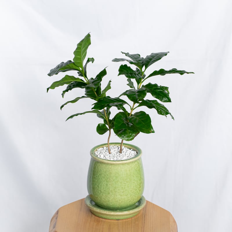 コーヒーの木 鉢セット Coffee tree 観葉植物 インテリアグリーン 珍奇