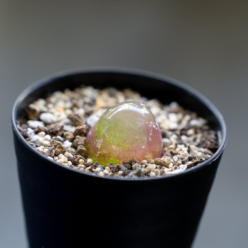 コノフィツム ブルゲリ Conophytum burgeri 多肉植物 珍奇植物 静岡 ANT