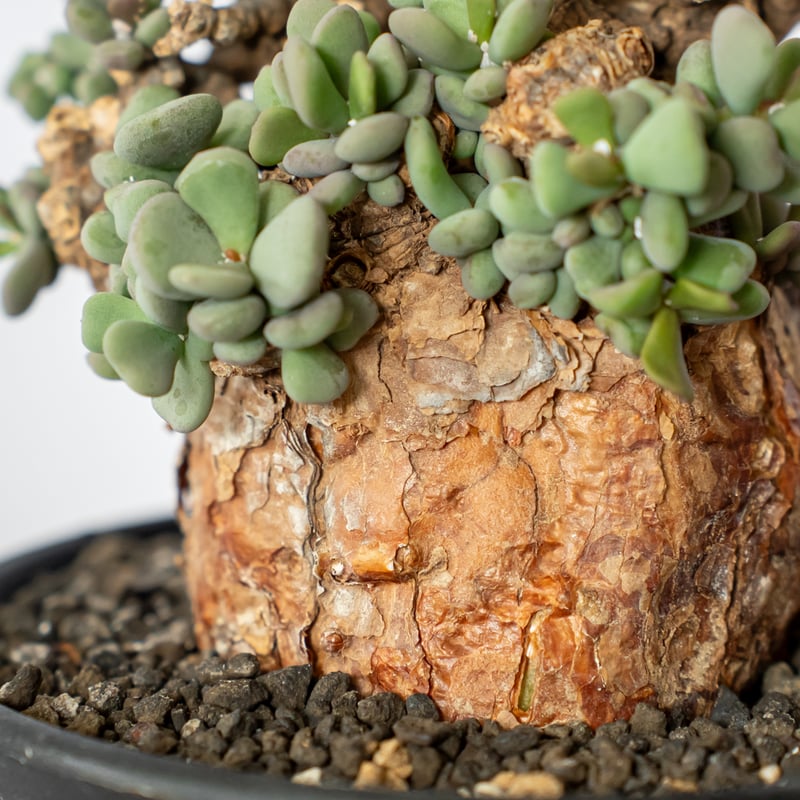 ケラリア ピグマエア 輸入株 Ceraria pygmaea 塊根植物 コーデックス