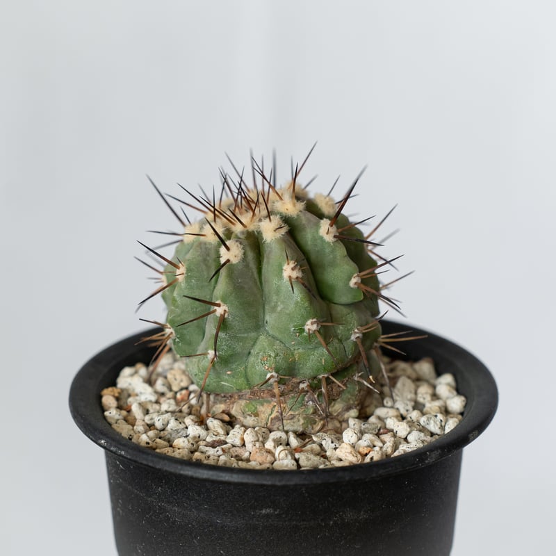 コピアポア 黒王丸 実生 Copiapoa cinerea サボテン 多肉植物 珍奇植物
