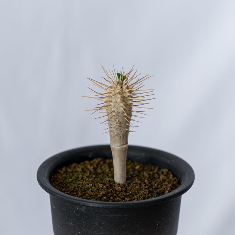 ユーフォルビア ギラウミニアナ 実生 Euphorbia guillauminiana ユーフォルビア ギラウミニアナ 実生 Euphorbia guillauminiana