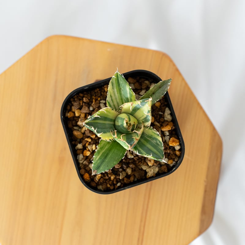 アガベ チタノタ 白鯨 縞斑 【発根管理中】TC株 Agave titanota White