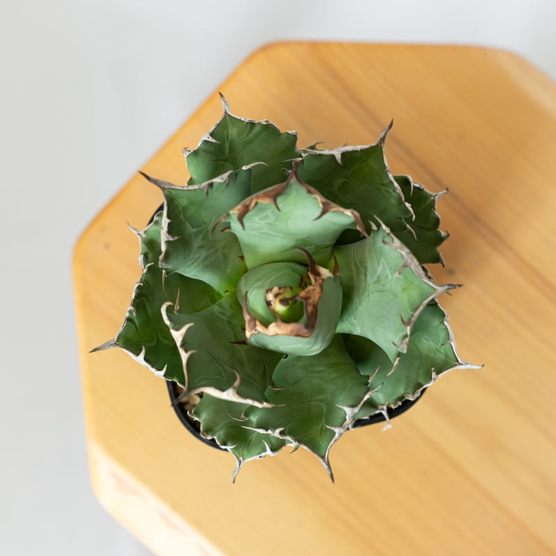 アガベ チタノタ 姫厳竜 OC株 Agave titanota 多肉植物 珍奇植物 静岡