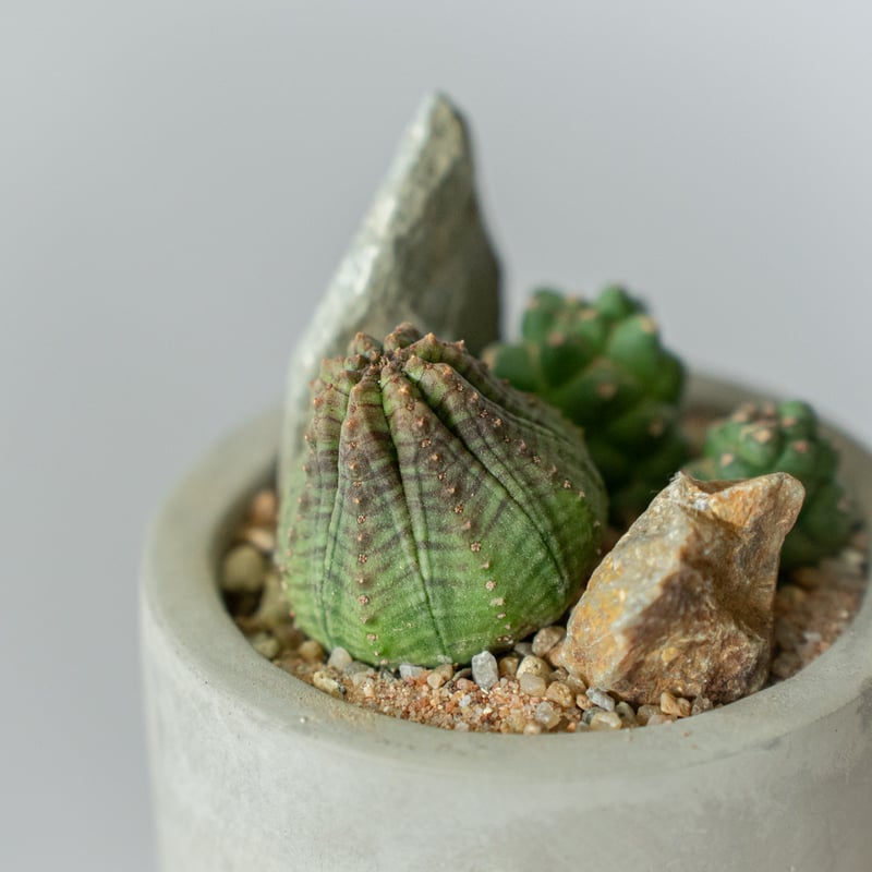 リチェイ＆オベサ モデナニウム ユーフォルビア 多肉植物 寄せ植え 鉢