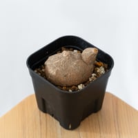 ステファニア エレクタ 実生【発根管理中】Stephania erecta 塊根植物 コーデックス 多肉植物 珍奇植物 静岡 ANTIDOTE 通販 S1412