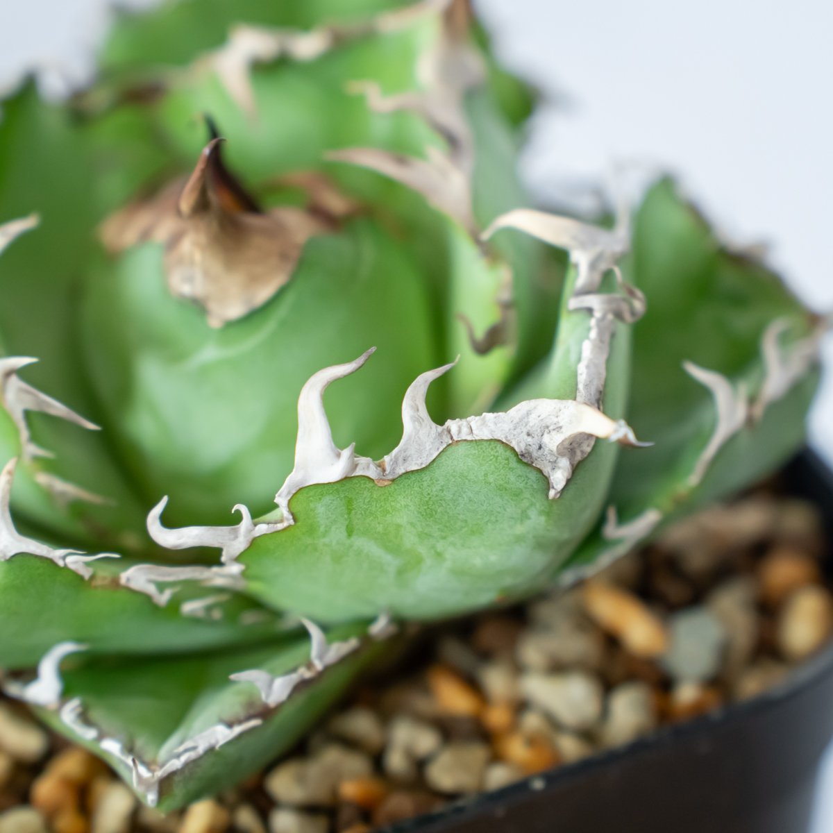 アガベ 龍球会 白鯨 アガベ チタノタ 白鯨 龍球荟【発根管理中】Agave titanota