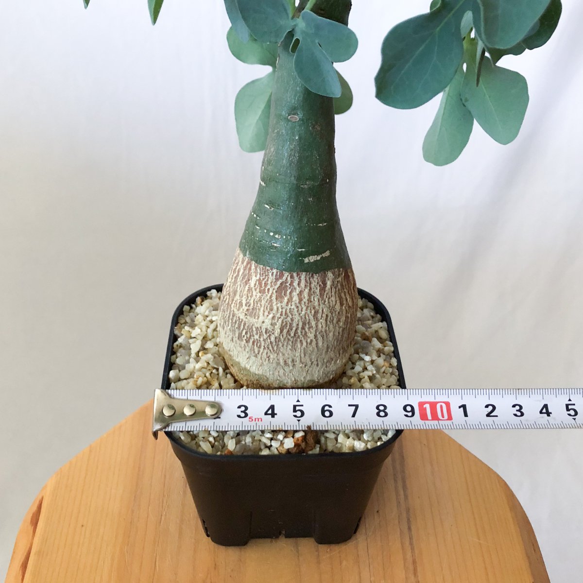 アデニア グラウカ 幻蝶かずら Adenia glauca 塊根植物 コーデックス