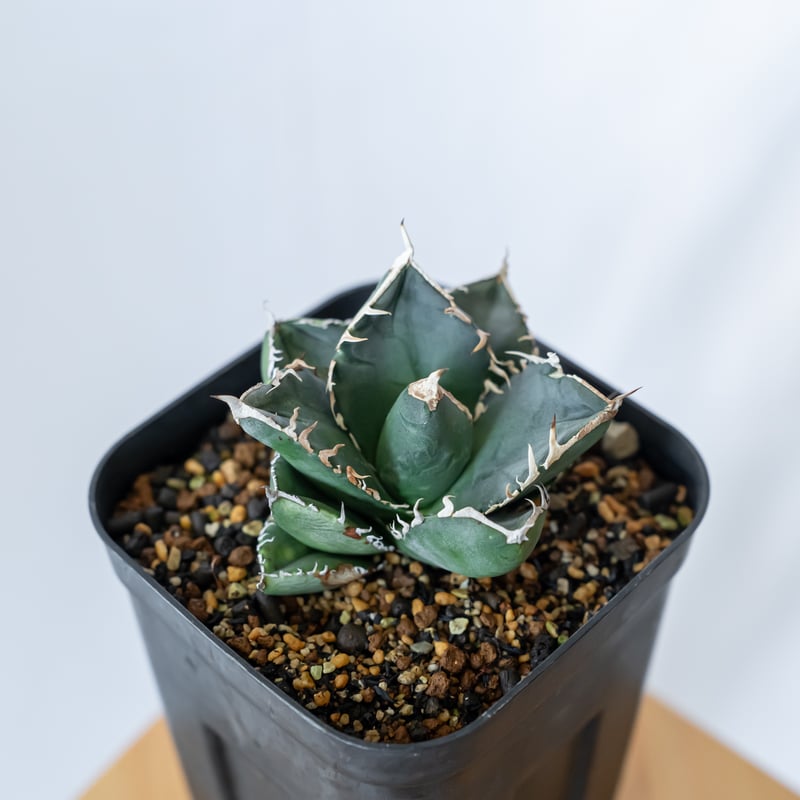 アガベ チタノタ 南アフリカダイヤモンド Agave titanota South Afric
