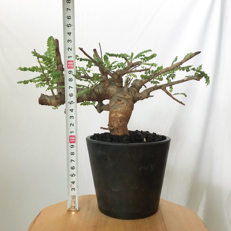 ボスべリア　ネグレクタ isla del pescado - Boswellia neglecta-ボスウェリア・ネグレクタ