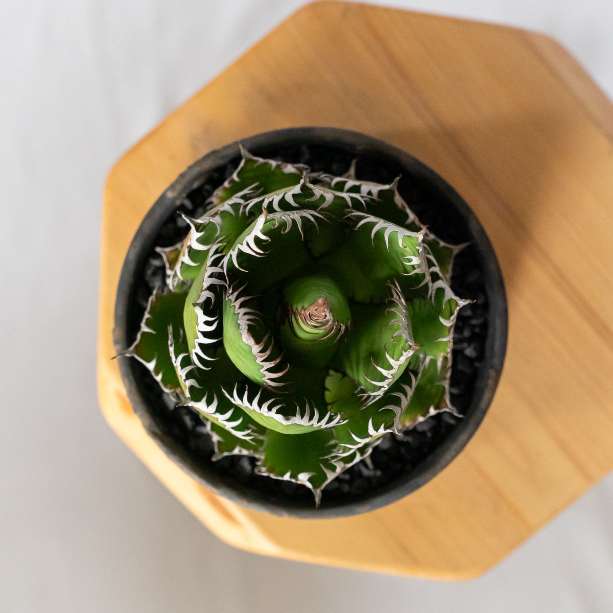 植物　アガベ ホリダ 希少な球体タイプ（コレクション整理のため出品） アガベ ホリダ 鉢セット OC株【発根管理中】Agave horrida 多肉植物