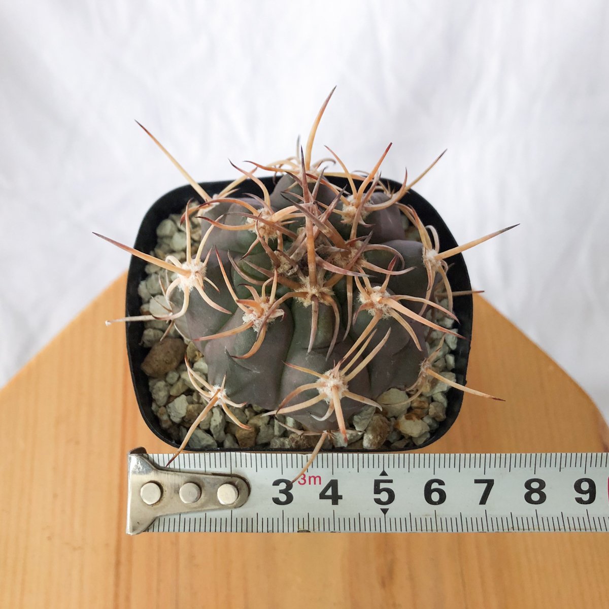 ギムノカリキウム　天平丸錦　サボテン　フェロシオール　魔天竜 天平丸プニレンセ ギムノカリキウム サボテン 魔天竜 フェロ